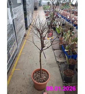 Acer palm. 'Skeeter's Broom' C 12 L